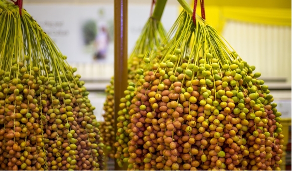 Liwa Dates Festival