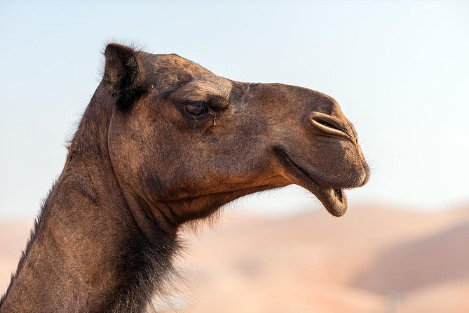 Liwa Desert