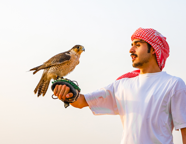 Falcon experience in Desert