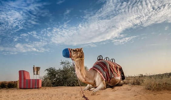 Camel Experience, Al Wadi Desert