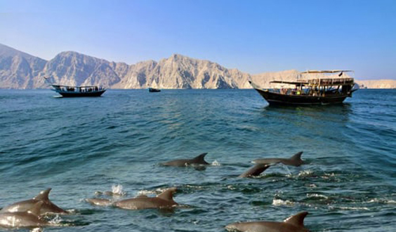 Dolphin Watching, Khasab  Musandam