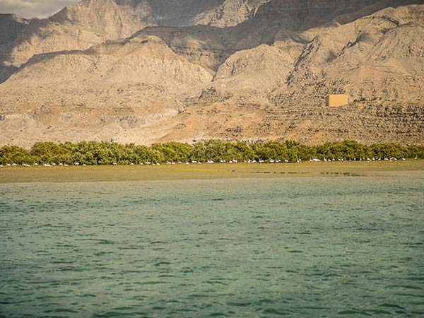 Suwaidi Pearl Farm Tour