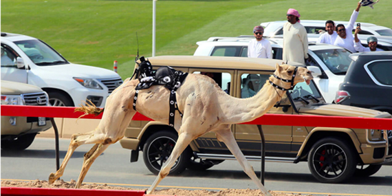 Cheer on your camel at the Al Marmoom Camel Race Track