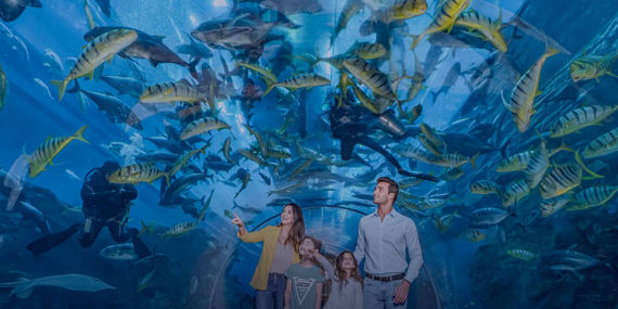 Dubai Aquarium & Underwater Zoo