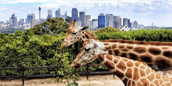 Greet the animals at Dubai Safari Park