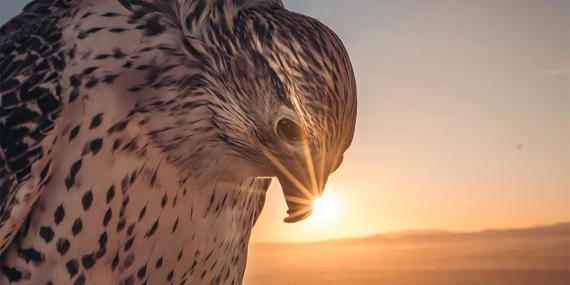 Learn the ways of falconry