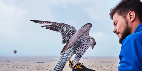 Learn the ways of falconry