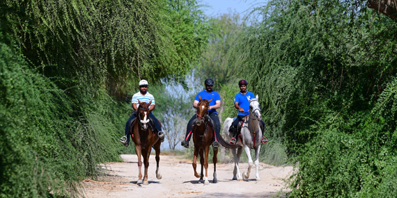 Go horse riding in MushrifPark