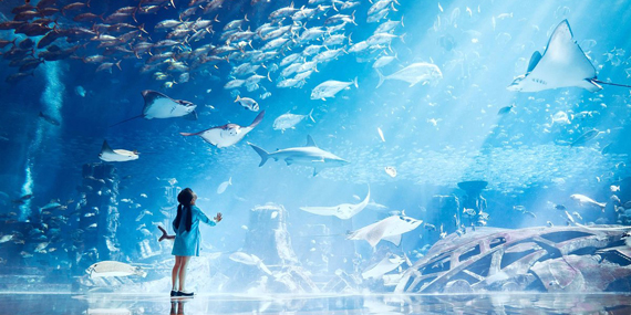 Spot colorful fish at The Lost Chambers Aquarium