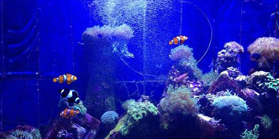 Spot colorful fish at The Lost Chambers Aquarium