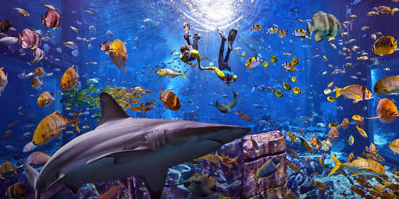 Spot colorful fish at The Lost Chambers Aquarium