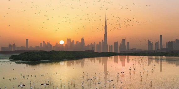 Go bird-watching at the Ras Al Khor Wildlife Sanctuary