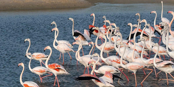 Go bird-watching at the Ras Al Khor Wildlife Sanctuary