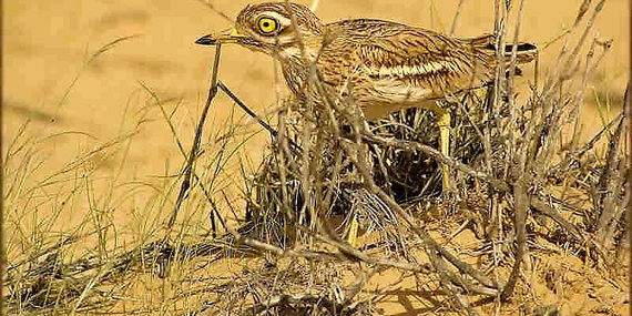 Go bird-watching at the Ras Al Khor Wildlife Sanctuary