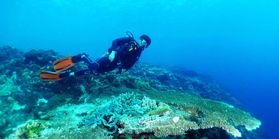 Go scuba diving at Fujairah