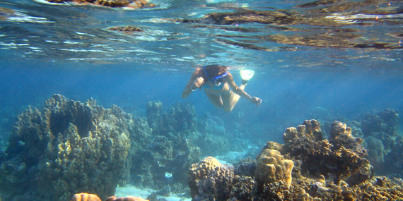 Snorkel at Fujairah on the east coast