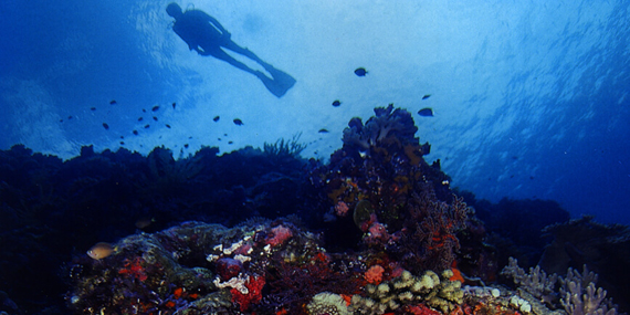 Snorkel at Fujairah on the east coast
