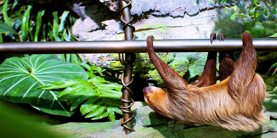 Meet nocturnal animals at The Green Planet