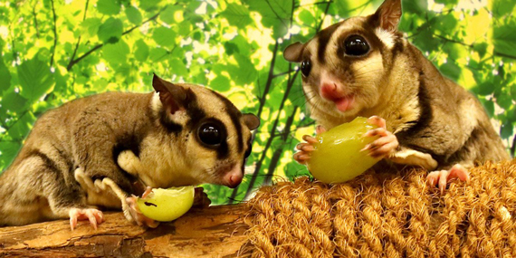 Meet nocturnal animals at The Green Planet