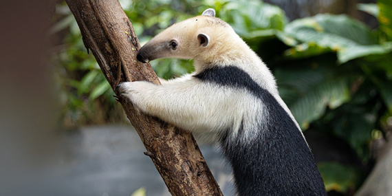 Meet nocturnal animals at The Green Planet