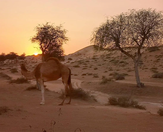 Evening Ras Al Khaimah image