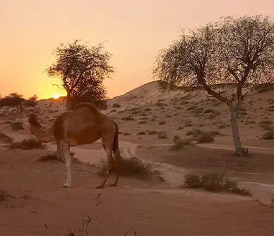 Evening Ras Al Khaimah image