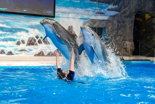 Dubai Dolphinarium best selling ticket