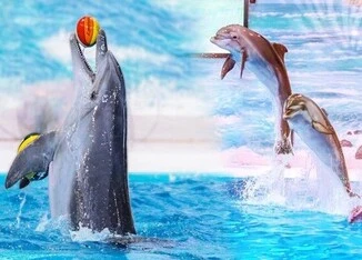 Dubai Dolphinarium image