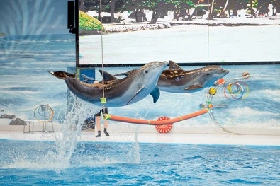 The Dolphin and Seal Show