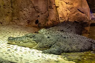 Interaction With the King Croc