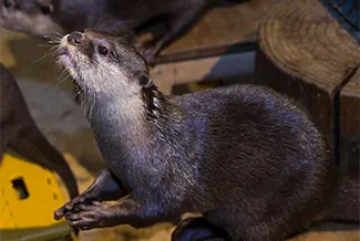 Interaction With the Otters