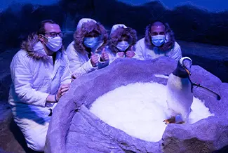 Interaction With the Penguins