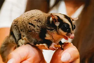 Sugar Glider experience