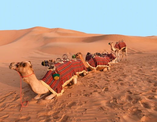 Camel caravan resting among the high orange dunes of Liwa in the Empty Quarter