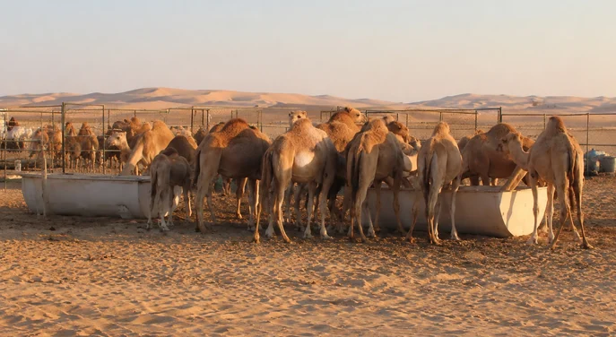 Camels gathered at an Al Wathba camel farm during the morning safari