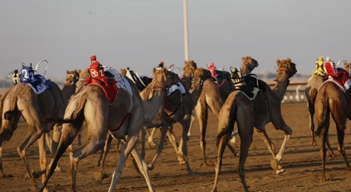 Racing camels training at the Al Wathba camel race track