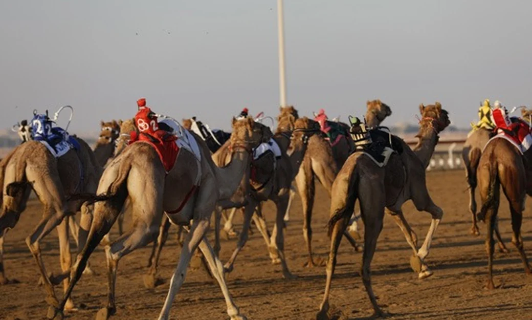 Racing camels running at the Al Wathba camel race track in the morning