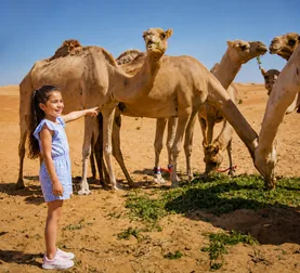 Child meeting well cared-for camels at a desert farm