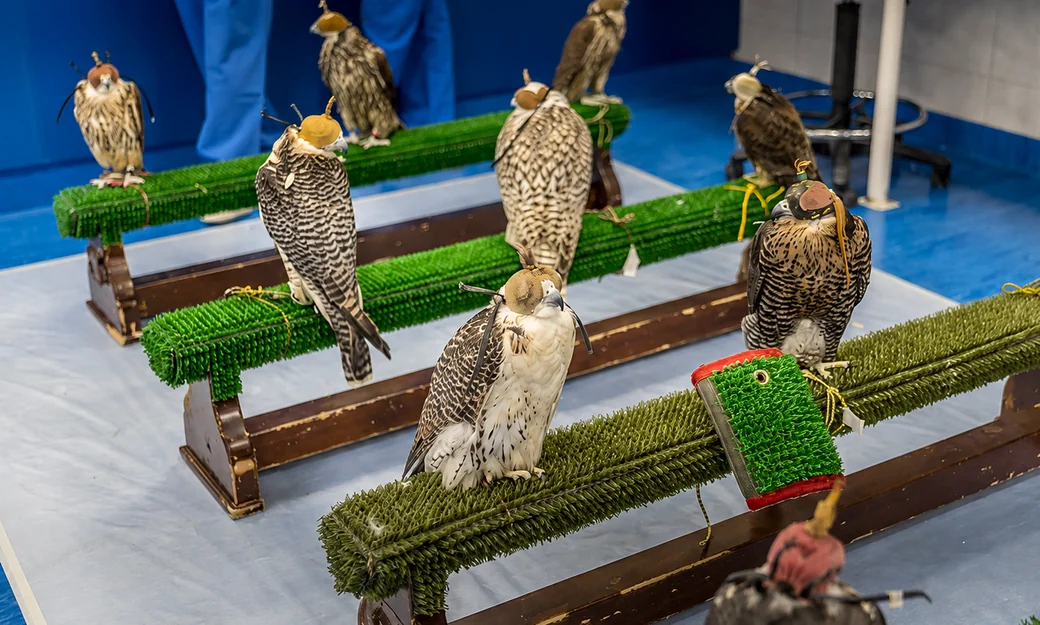 Falcons resting on hospital aviary perches
