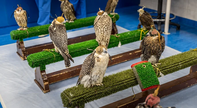 Falcons resting on perches inside Abu Dhabi Falcon Hospital