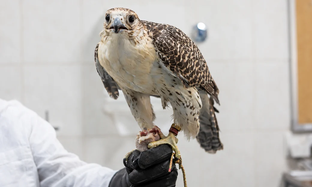 Close view of a falcon held by a specialist