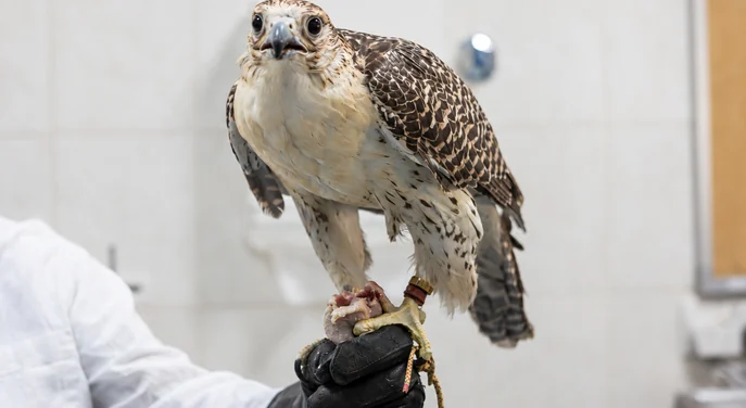 Close view of a falcon held by a specialist at Abu Dhabi Falcon Hospital