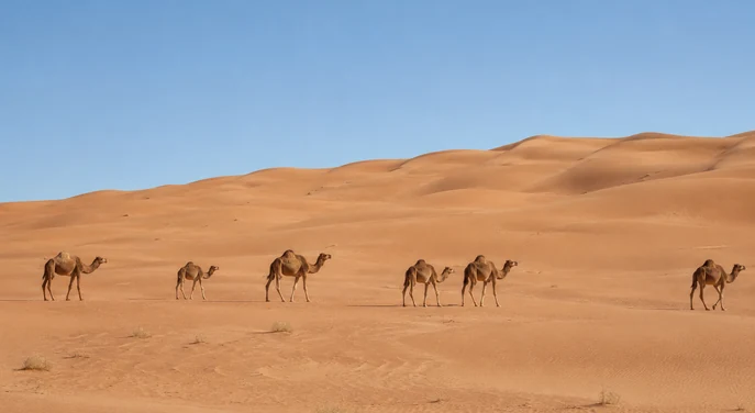 Camel herd crossing the open dunes of the Liwa Empty Quarter