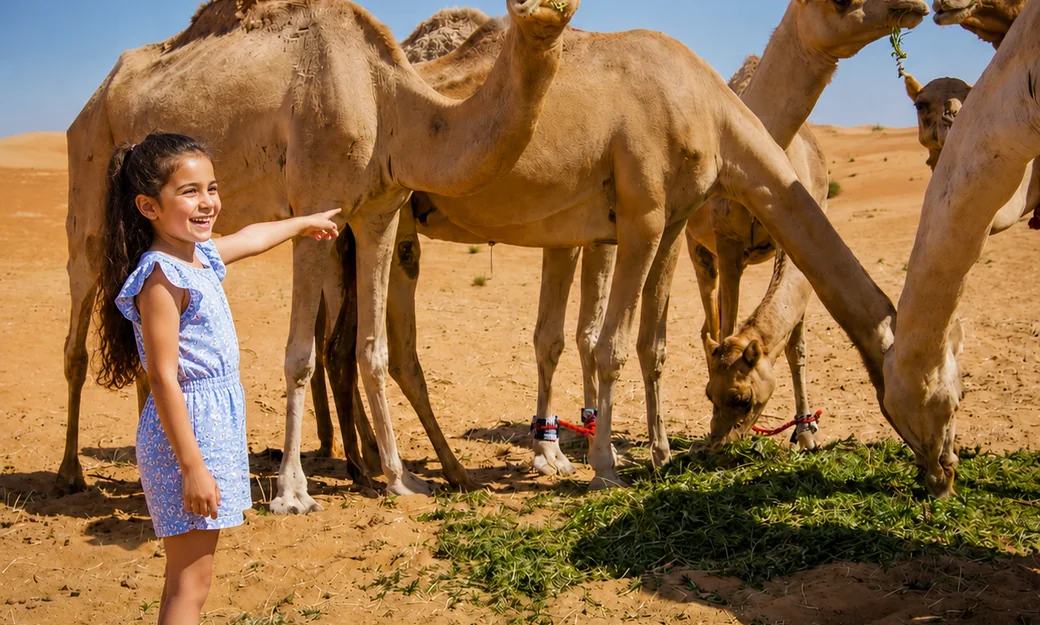 Child meeting calm camels during a private Abu Dhabi camel farm visit