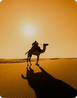 Camel crossing the Abu Dhabi desert at sunset