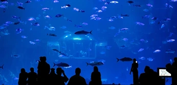 Visitors inside the immersive teamLab Phenomena art experience in Abu Dhabi