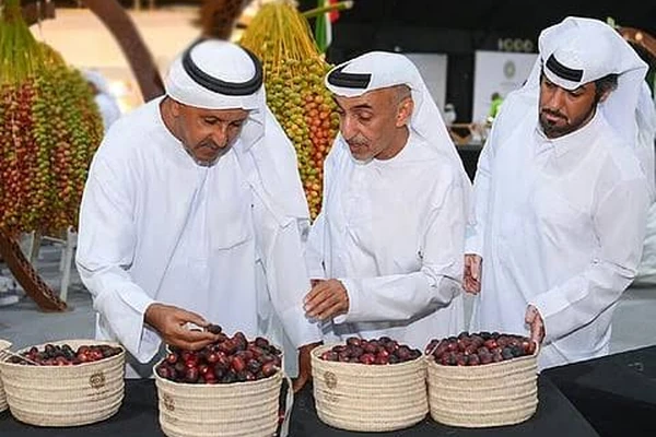 Emirati men selecting dates at a traditional date festival