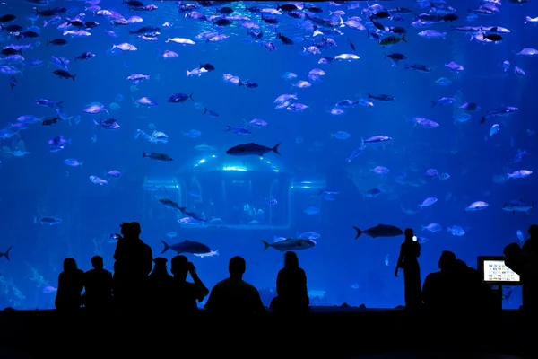 teamLab Phenomena immersive indoor experience in Abu Dhabi