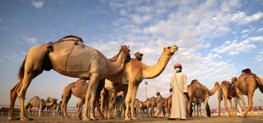 Al Dhafra Festival