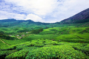 Munnar & Thekkady Tour